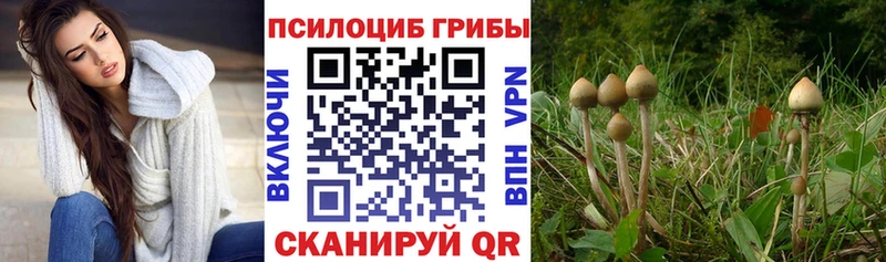 Псилоцибиновые грибы Psilocybine cubensis  Купить  Волоколамск 